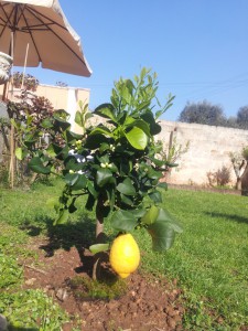 After 3 years of fruit less lemon trees I just couldn't help buying this little beauty with a giant lemon ready to harvest
